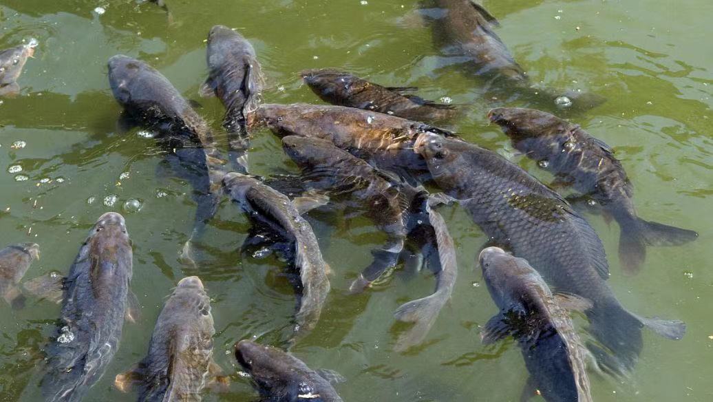 漁業水產養殖水質監測與預警系統 智能監控管理(圖3)